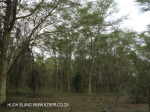 Ndumo Game Reserve fig  & fever tree forest (14)