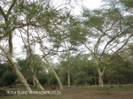 Ndumo Game Reserve fig  & fever tree forest (15)
