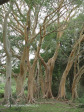 Ndumo Game Reserve fig  & fever tree forest (16)