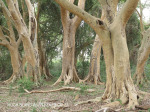 Ndumo Game Reserve fig  & fever tree forest (17)