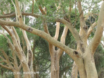 Ndumo Game Reserve fig  & fever tree forest (18)