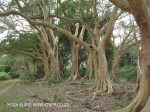 Ndumo Game Reserve fig  & fever tree forest (19)