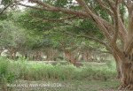 Ndumo Game Reserve fig  & fever tree forest (20)