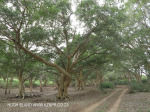 Ndumo Game Reserve fig  & fever tree forest (21)