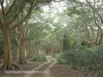 Ndumo Game Reserve fig  & fever tree forest (22)
