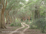 Ndumo Game Reserve fig  & fever tree forest (23)