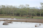 Ndumo Game Reserve pans (1)
