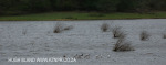Ndumo Game Reserve pans (2)