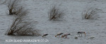 Ndumo Game Reserve pans (3)