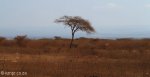 Ndumo Village - Bush