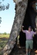 Ndwedwe Road - Hollowed out Gum Tree - 29.30.882 S 30.57.220 E (1)