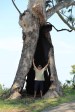 Ndwedwe Road - Hollowed out Gum Tree - 29.30.882 S 30.57.220 E (5)