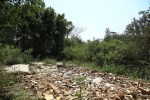 Ndwedwe Road - P100 - Farm south of P100 (20)