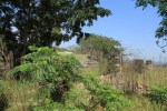 Ndwedwe Road - P100 - Farm south of P100 (28)