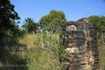 Ndwedwe Road - P100 - Farm south of P100 (30)