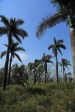Ndwedwe Road - P100 - Old Temple & Residence - North of P100 - 29.33.738 S 31.02.787 E (42)