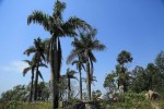 Ndwedwe Road - P100 - Old Temple & Residence - North of P100 - 29.33.738 S 31.02.787 E (44)