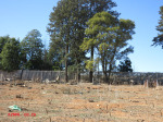 Nkandla Cemetery - Grave overview