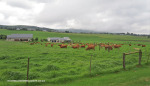Gowrie-Farm-pastures-1