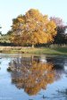 Nottingham Road - Rawdons Hotel -  Dam reflections