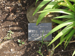 Nottingham Road St Johns grave Kate Coleby 2001