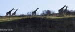 Lake Eland Giraffe (1)