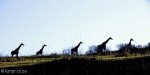 Lake Eland Giraffe (4)