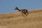 Lake Eland Impala (3)