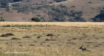 Lake Eland Reserve eland in grasslands (1)
