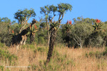 Lake Eland Reserve giraffe