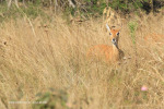 Lake Eland Reserve oribi sanctuary (2)