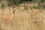Lake Eland Reserve oribi sanctuary (3)