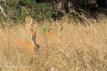Lake Eland Reserve oribi sanctuary (4)