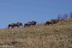 Lake Eland Wildebeeste
