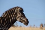 Lake Eland Zebra