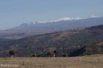 Lake Eland snow zebra (4)