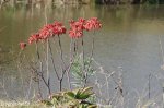 Lake eland aloe