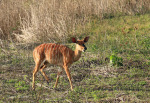 Ottos Bluff - Ukhutula - Nyala (1)