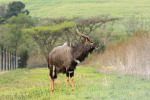 Ottos Bluff - Ukhutula - Nyala (2)