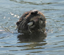 Ottos Bluff - Ukhutula - Otters in Umgeni River confluence (1)