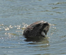 Ottos Bluff - Ukhutula - Otters in Umgeni River confluence (2)
