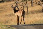 Ottos Bluff - Ukhutula - Waterbuck