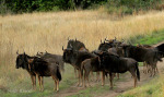 Ottos Bluff - Ukhutula - Wildebeeste