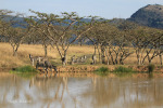 Ottos Bluff - Ukhutula - Zebra at Dam