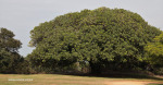 Botha-House-Fig-tree