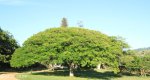 Botha House -  Garden tree & outlook (2)