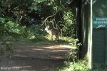 Umdoni Park Environmental Centre - Bushbuck (1)