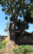 Ottos-Bluff-Hely-Hutchinsons-lodge-camphor-tree-3