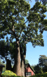Ottos-Bluff-Hely-Hutchinsons-lodge-camphor-tree-4