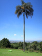 Ottos-Bluff-Hely-Hutchinsons-lodge-old-palm-tree